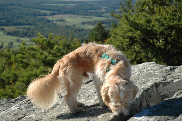 Gizmo exploring