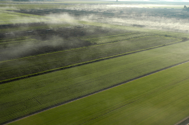 Sod field