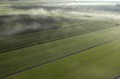 Sod field