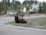 Bison