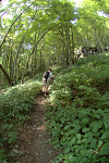 Devil's Path trail leading to Hunter Mountain