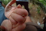 Inch worm