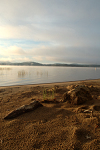 Driftwood