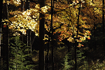 Yellow fall foliage