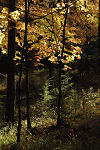 Forest silhouette
