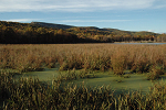 Marsh a week after heavy rain flooded the Walkill