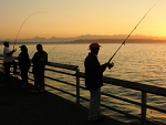 Salmon fishing from the pier