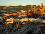 Driftwood at sunrise on Day 2 of the ride