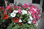 A flower basket at Chittenden Locks