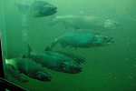 Mature salmon returning to the rivers that feed Lake Washington pass by the viewing window at Chittenden Locks