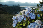 Flowers outside of the Kalaloch Lodge, which overlooks Kalaloch Creek flowing into the Pacific Ocean