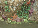 Anemones and sea stars exposed from the water at low tide