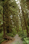 Self-guided forest walk through an old growth section of the Hoh Rain Forest.  <br><br>Situated between the Pacific Ocean and the Olympic Mountains, this temperate rain forest receives on average 150 inches of rain a year.