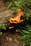 Fungus growing on a fallen tree