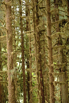 Moss covered tree branches