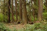 A stand of trees aided by a 'nurse log' that had fallen and provided the sunlight and nutrients needed for future trees to take root.