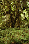 With every square inch covered with a fern, moss, lichen, tree, or some living plant the Hoh Rain Forest would be a good place to do a book report on.