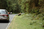 A content elk grazing alongside the road