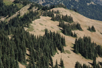 Islands of trees and vegetation along the ridge