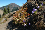 Trail-side wildflowers