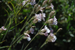 Wildflowers
