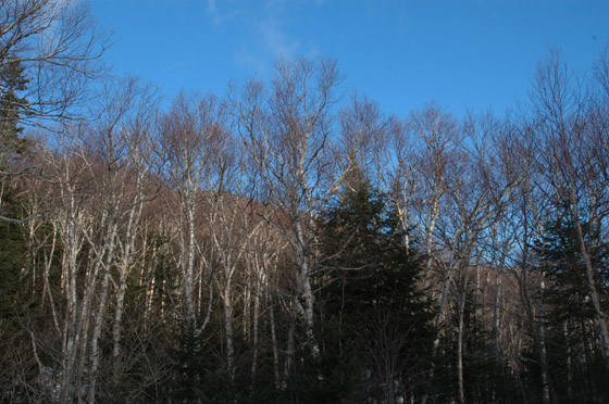 DSC_2364_raw