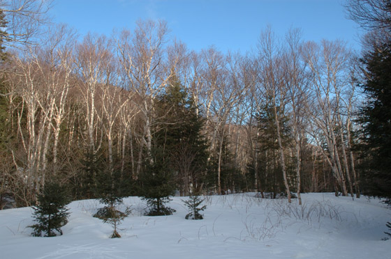 DSC_2365_raw