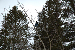 Blue bird at 9,700 feet