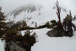 Evidence of another, larger avalanche on Mt. Alice along the North Fork of Big Pine